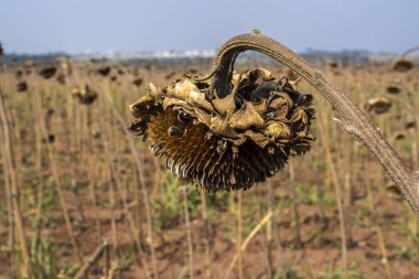 Tarım alanında kurumuş olgunlaşmış tohum kafalar. Ayçiçekleri Brezilya 'da hasat zamanı.