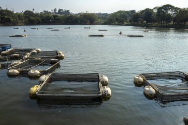 Brezilya 'da bir balık çiftliğinde tilapia yetiştirmek için kullanılan tanklar.