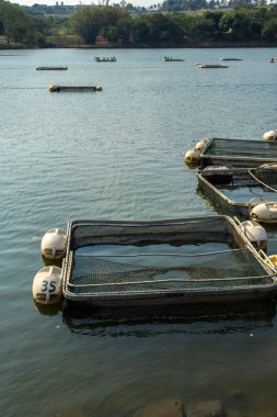 Brezilya 'da bir balık çiftliğinde tilapia yetiştirmek için kullanılan tanklar.