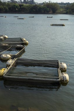 Brezilya 'da bir balık çiftliğinde tilapia yetiştirmek için kullanılan tanklar.