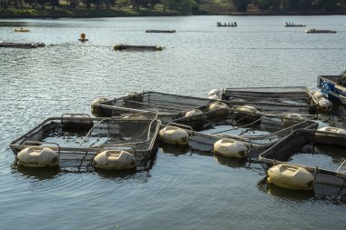 Brezilya 'da bir balık çiftliğinde tilapia yetiştirmek için kullanılan tanklar.