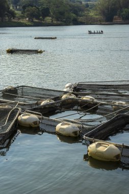 Brezilya 'da bir balık çiftliğinde tilapia yetiştirmek için kullanılan tanklar.