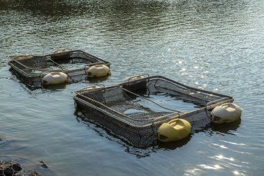 Brezilya 'da bir balık çiftliğinde tilapia yetiştirmek için kullanılan tanklar.