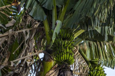 Brezilya 'da ekolojik bir tarlada muz demetlerinin görüntüsü