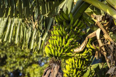 Brezilya 'da ekolojik bir tarlada muz demetlerinin görüntüsü