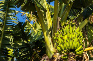 Brezilya 'da ekolojik bir tarlada muz demetlerinin görüntüsü