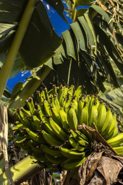 Brezilya 'da ekolojik bir tarlada muz demetlerinin görüntüsü