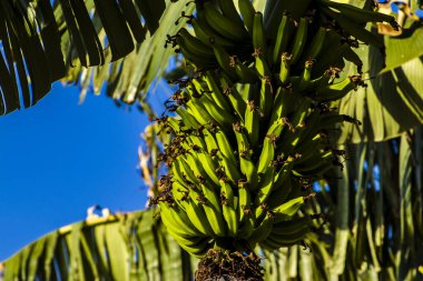 Brezilya 'da ekolojik bir tarlada muz demetlerinin görüntüsü