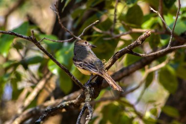 Kahverengi armalı sinekkapan (Myiarchus tyrannulus). Brezilya 'da bir ağaca tünemiş