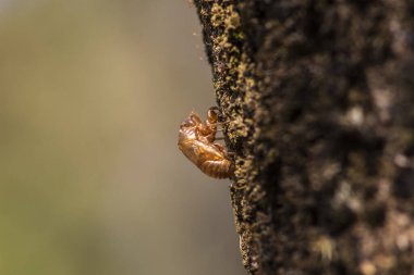 Brezilya 'da bagajdaki ağustos böceğinin dış iskeleti. Ağustos böcekleri yaşamlarının çoğunu yeraltında geçirirler, sadece çiftleşmek ve yumurtlamak için yüzeye çıkarlar..