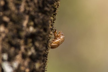 Brezilya 'da bagajdaki ağustos böceğinin dış iskeleti. Ağustos böcekleri yaşamlarının çoğunu yeraltında geçirirler, sadece çiftleşmek ve yumurtlamak için yüzeye çıkarlar..