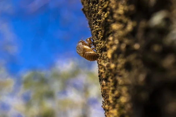 Exoskeleton of the cicada nymph on the trunk in Brazil. Cicadas spend most of their lives underground, only rising to the surface to mate and lay eggs.