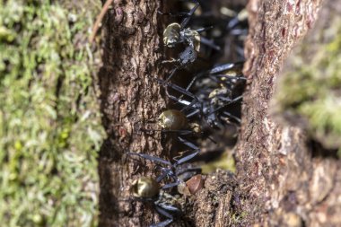 Brezilya 'da Camponotus sericeiventris türünün Altın Şeker Karıncaları