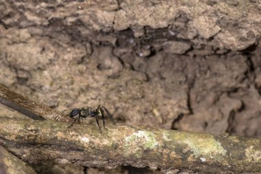 Brezilya 'da Camponotus sericeiventris türünün Altın Şeker Karıncaları