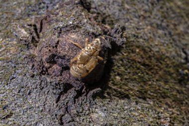 Ağustosböceğinin dış iskeleti, Brezilya 'da ecdysis adı verilen böceğin olgunlaşma sürecinde terk edildi. Ağustos böcekleri yaşamlarının çoğunu yeraltında geçirirler, sadece çiftleşmek için yüzeye çıkarlar.
