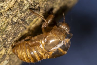 Ağustosböceğinin dış iskeleti, Brezilya 'da ecdysis adı verilen böceğin olgunlaşma sürecinde terk edildi. Ağustos böcekleri yaşamlarının çoğunu yeraltında geçirirler, sadece çiftleşmek için yüzeye çıkarlar.