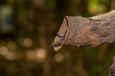 Brezilya 'da bir ağacın gövdesinde yapılan kovan veya yuvasının girişinde Tucuna (Scaptotrigona bipunctata) olarak bilinen iğnesiz arı.