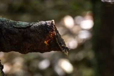 Brezilya 'da bir ağacın gövdesinde yapılan kovan veya yuvasının girişinde Tucuna (Scaptotrigona bipunctata) olarak bilinen iğnesiz arı.