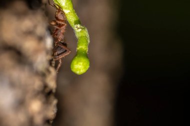 Yaprak Kesen Karınca (Acromyrmex crassispinus) Brezilya 'daki yuvasına yaprak taşır