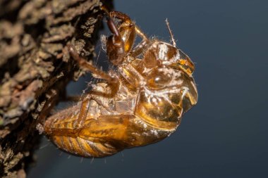 Ağustosböceğinin dış iskeleti, Brezilya 'da ecdysis adı verilen böceğin olgunlaşma sürecinde terk edildi. Ağustos böcekleri yaşamlarının çoğunu yeraltında geçirirler, sadece çiftleşmek için yüzeye çıkarlar.