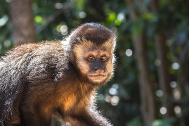 Brezilya 'daki Atlnatic Yağmur Ormanı' nda ağacın tepesinde Capuchin maymunu (Cebus apella)