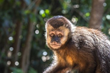 Brezilya 'daki Atlnatic Yağmur Ormanı' nda ağacın tepesinde Capuchin maymunu (Cebus apella)