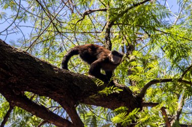 Brezilya 'daki Atlnatic Yağmur Ormanı' nda ağacın tepesinde Capuchin maymunu (Cebus apella)