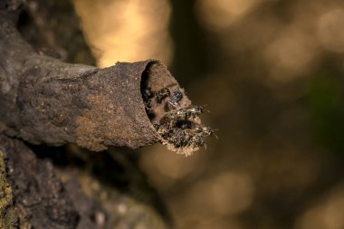 Brezilya 'da bir ağacın gövdesinde yapılan kovan veya yuvasının girişinde Tucuna (Scaptotrigona bipunctata) olarak bilinen iğnesiz arı.
