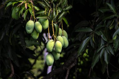 Mango, Anacardiaceae familyasından Güney ve Güneydoğu Asya 'ya özgü bir meyve ağacı olan Mangifera indica L.' nin meyvesidir. Brezilya 'da başarıyla tanıtıldı.,