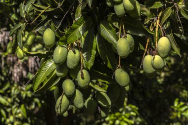 Mango, Anacardiaceae familyasından Güney ve Güneydoğu Asya 'ya özgü bir meyve ağacı olan Mangifera indica L.' nin meyvesidir. Brezilya 'da başarıyla tanıtıldı.,