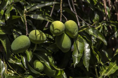 Mango, Anacardiaceae familyasından Güney ve Güneydoğu Asya 'ya özgü bir meyve ağacı olan Mangifera indica L.' nin meyvesidir. Brezilya 'da başarıyla tanıtıldı.,
