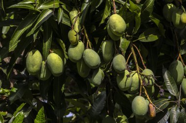 Mango, Anacardiaceae familyasından Güney ve Güneydoğu Asya 'ya özgü bir meyve ağacı olan Mangifera indica L.' nin meyvesidir. Brezilya 'da başarıyla tanıtıldı.,