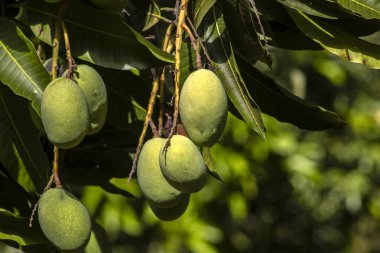 Mango, Anacardiaceae familyasından Güney ve Güneydoğu Asya 'ya özgü bir meyve ağacı olan Mangifera indica L.' nin meyvesidir. Brezilya 'da başarıyla tanıtıldı.,