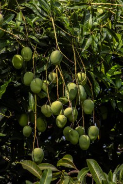 Mango, Anacardiaceae familyasından Güney ve Güneydoğu Asya 'ya özgü bir meyve ağacı olan Mangifera indica L.' nin meyvesidir. Brezilya 'da başarıyla tanıtıldı.,