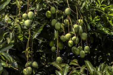 Mango, Anacardiaceae familyasından Güney ve Güneydoğu Asya 'ya özgü bir meyve ağacı olan Mangifera indica L.' nin meyvesidir. Brezilya 'da başarıyla tanıtıldı.,