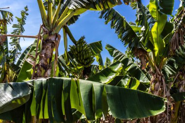 Brezilya 'da ekolojik bir tarlada muz demetlerinin görüntüsü