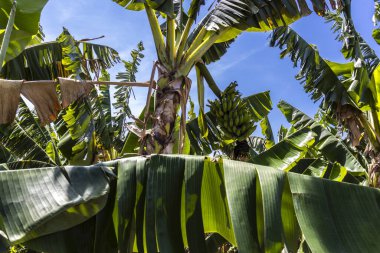 Brezilya 'da ekolojik bir tarlada muz demetlerinin görüntüsü