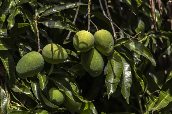 Mango is the fruit of the mango tree (Mangifera indica L.), a fruit tree from the Anacardiaceae family, native to South and Southeast Asia. It was successfully introduced in Brazil,
