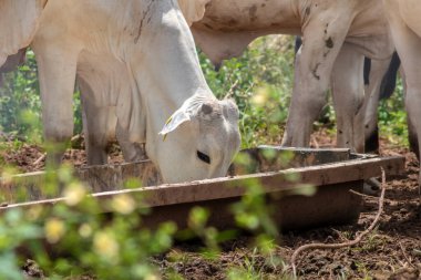 Nellore zebu cinsi hayvanlar Brezilya 'da bir sığır çiftliğinin otlağındaki mineral tuzu yalarlar. Otlak eksikliklerinde kullanılır, tuz mineral eksikliklerini tazeler..