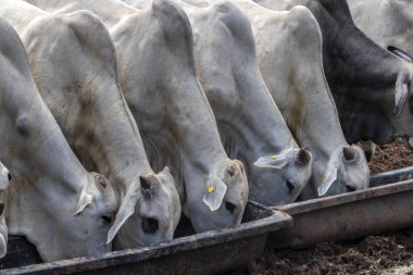 Nellore zebu cinsi hayvanlar Brezilya 'da bir sığır çiftliğinin otlağındaki mineral tuzu yalarlar. Otlak eksikliklerinde kullanılır, tuz mineral eksikliklerini tazeler..