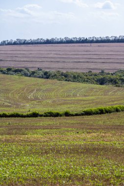 Brezilya 'daki tarlada yeşil soya yaprağı.