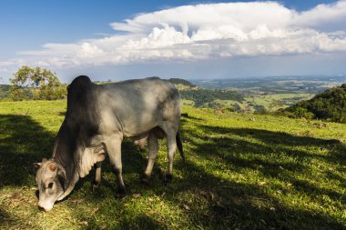 Zebu Nellore boğası Brezilya 'da bir sığır çiftliğinin çayır bölgesinde.