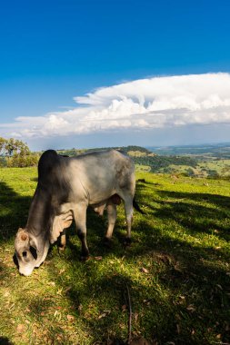 Zebu Nellore boğası Brezilya 'da bir sığır çiftliğinin çayır bölgesinde.