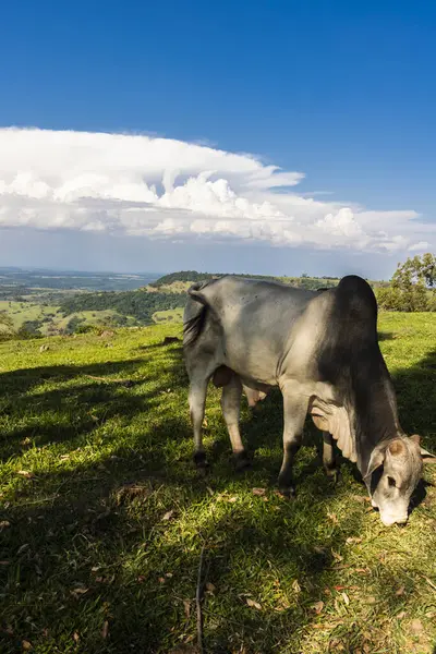 Zebu Nellore boğası Brezilya 'da bir sığır çiftliğinin çayır bölgesinde.