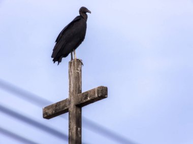 Brezilya 'da çarmıhta duran Kara Akbaba (Coragyps atratus)