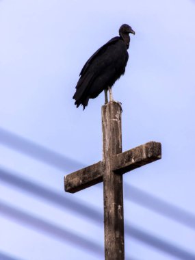 Brezilya 'da çarmıhta duran Kara Akbaba (Coragyps atratus)