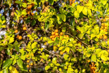 Duranta Erecta sarı meyveler seçici odaklı Brezilya yok