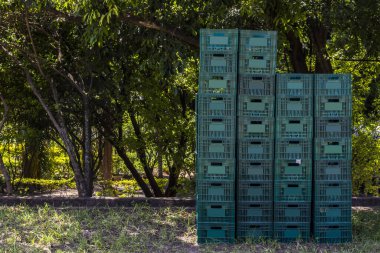Brezilya 'daki bir pazarda meyve ve sebze taşımak için kullanılan yeşil plastik kutular