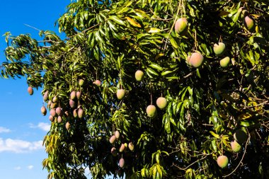 Brezilya 'da küçük bir aile çiftliğinde bol meyveli mango ağacı.