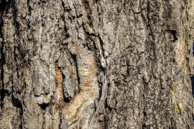 Brezilya 'da üzerinde yosun olan bir ağacın kahverengi kabuğunun rahatlatıcı dokusu. Ağaç kabuğu dokusu. Eski bir ağaç kabuğunun yaratıcı ahşap dokusu. Ağaç teni.